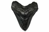 Bargain, Fossil Megalodon Tooth - Serrated Blade #345782-1